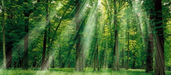 Quel bois utiliser dans son four à bois ? Quel bois utiliser dans son four à bois ?