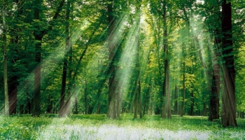 Quel bois utiliser dans son four à bois ?